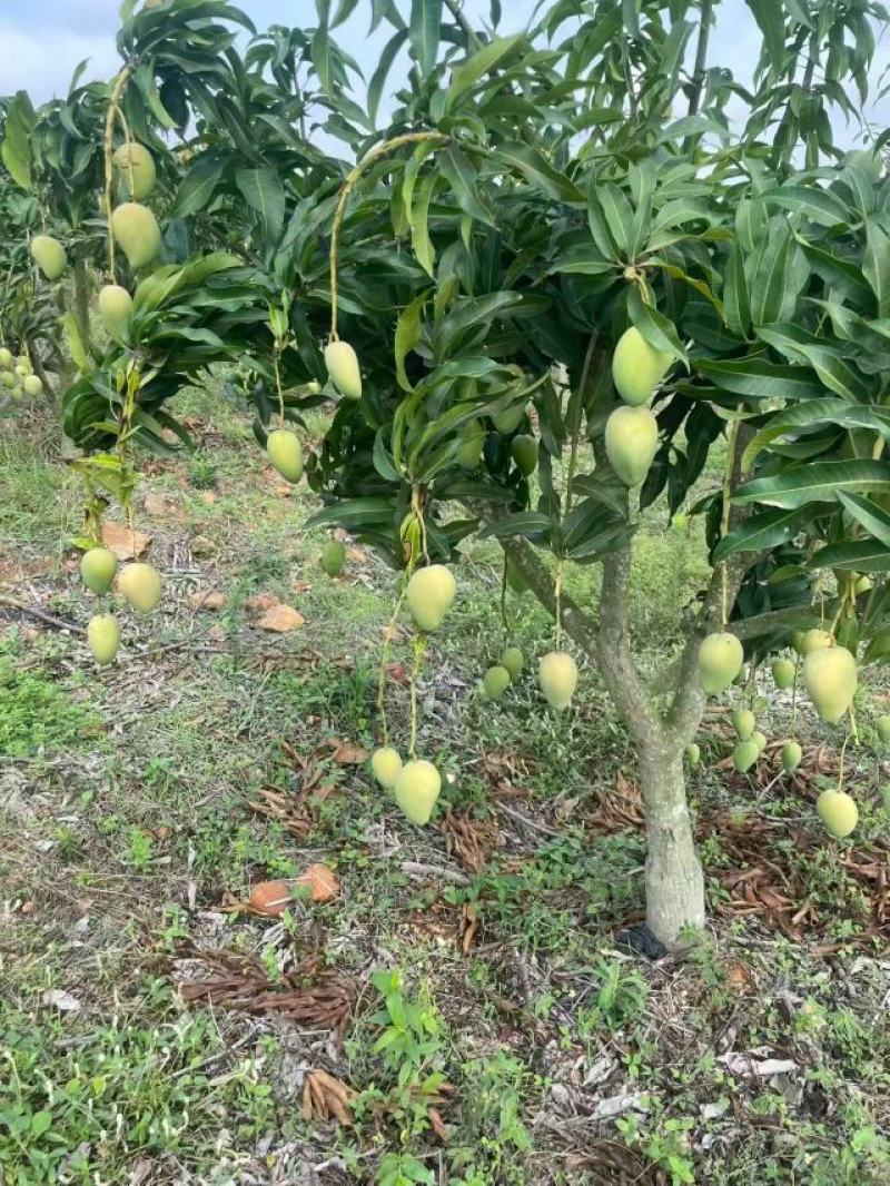 广西百色芒果大量供应可对接商超社区欢迎电话联系