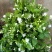茉莉花苗1年苗带花苞的