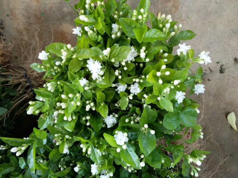 茉莉花苗1年苗带花苞的