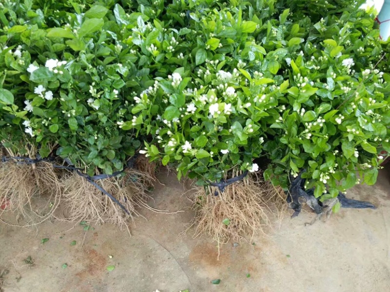 茉莉花苗1年苗带花苞的
