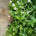 茉莉花苗1年苗带花苞的