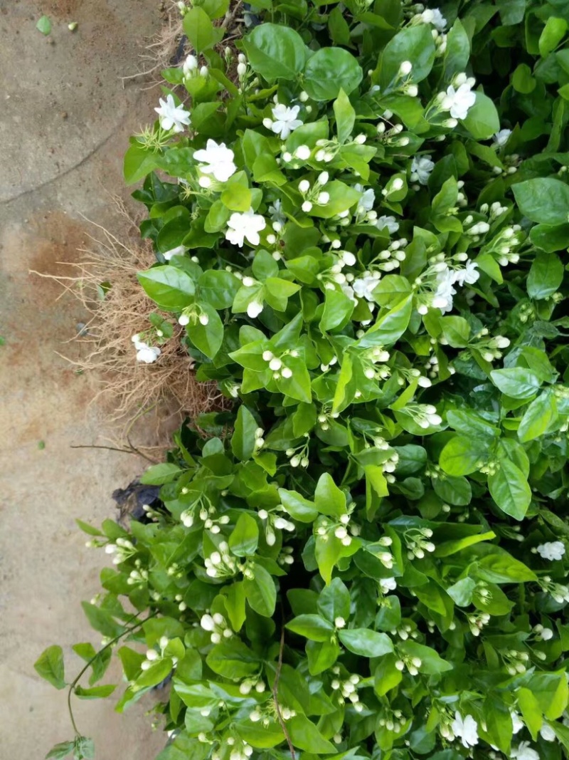 茉莉花苗1年苗带花苞的