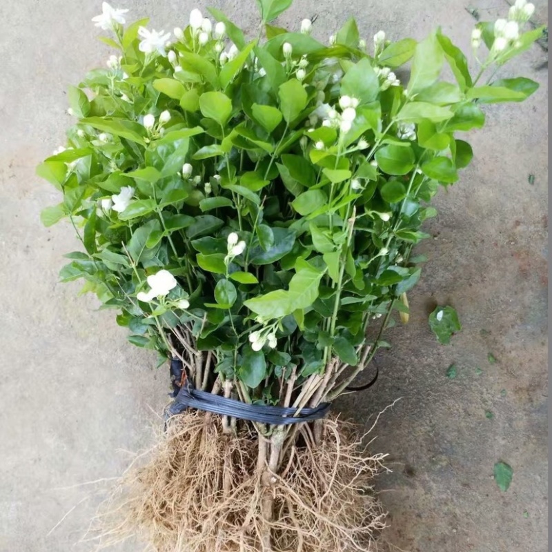 茉莉花苗1年苗带花苞的