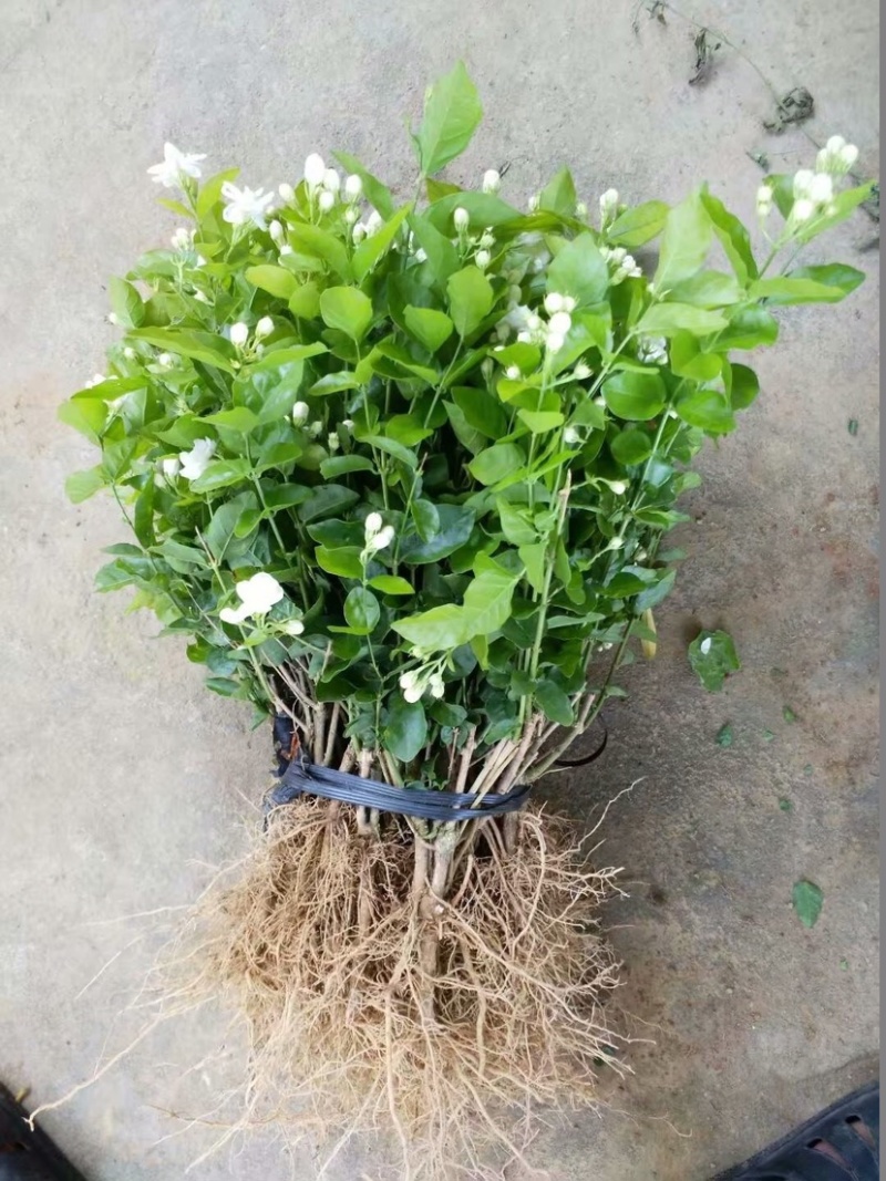 茉莉花苗1年苗带花苞的