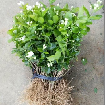 茉莉花苗1年苗带花苞的