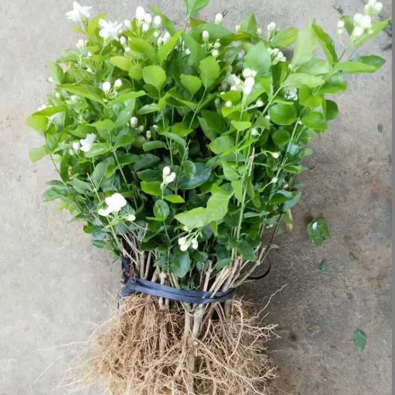 茉莉花苗1年苗带花苞的