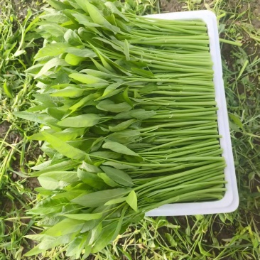 空心菜有收购商吗。