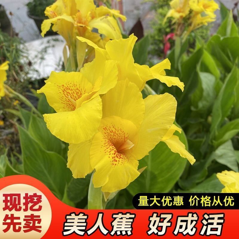 美人蕉苗红花黄花粉花美人蕉苗大花高杆水培绿化美人蕉苗水生