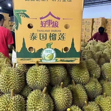 泰国金枕榴莲A果保5房基地直销大量现货
