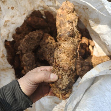 本地白肉土茯苓！粉质高，不变色，一手批发！