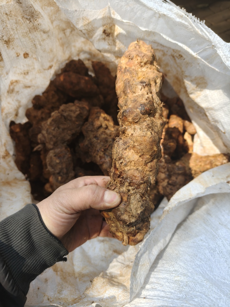 本地白肉土茯苓！粉质高，不变色，一手批发！