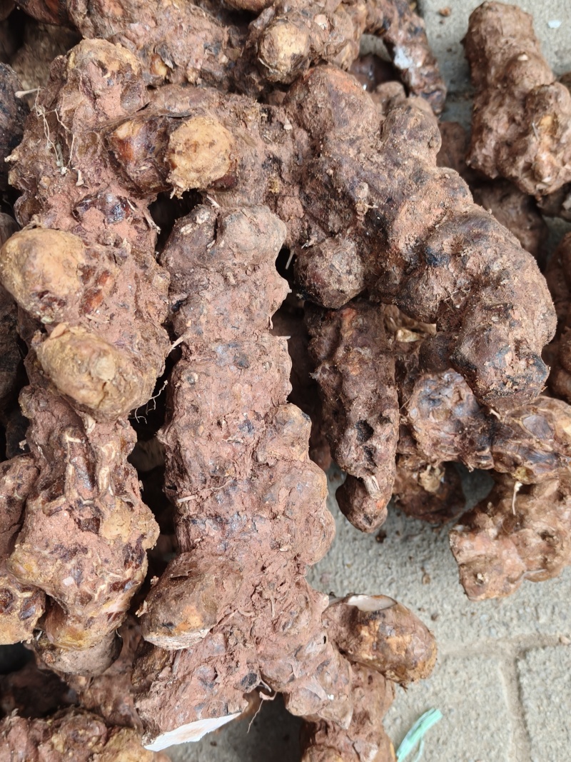 本地白肉土茯苓！粉质高，不变色，一手批发！