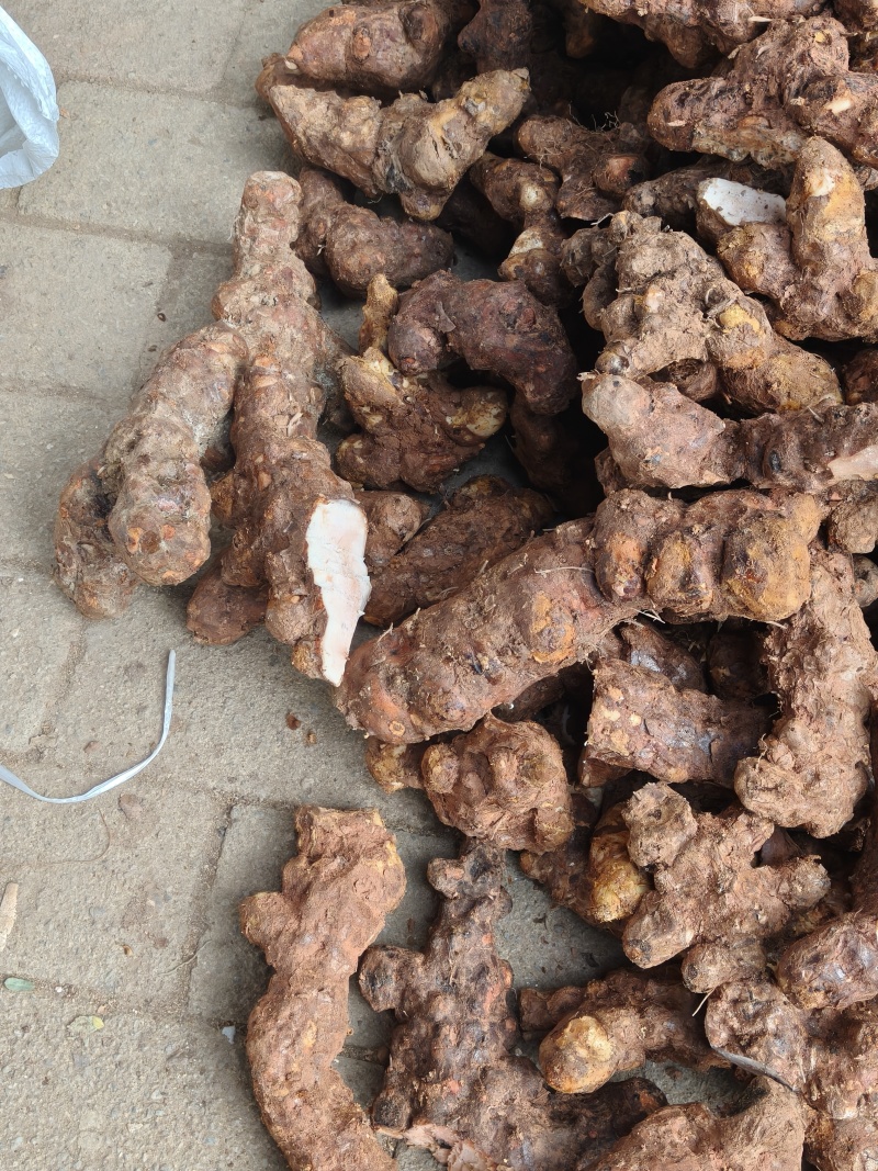 本地白肉土茯苓！粉质高，不变色，一手批发！
