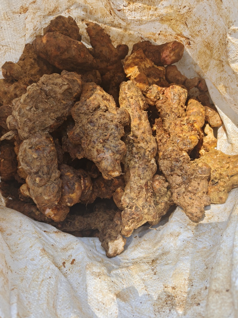 本地白肉土茯苓！粉质高，不变色，一手批发！