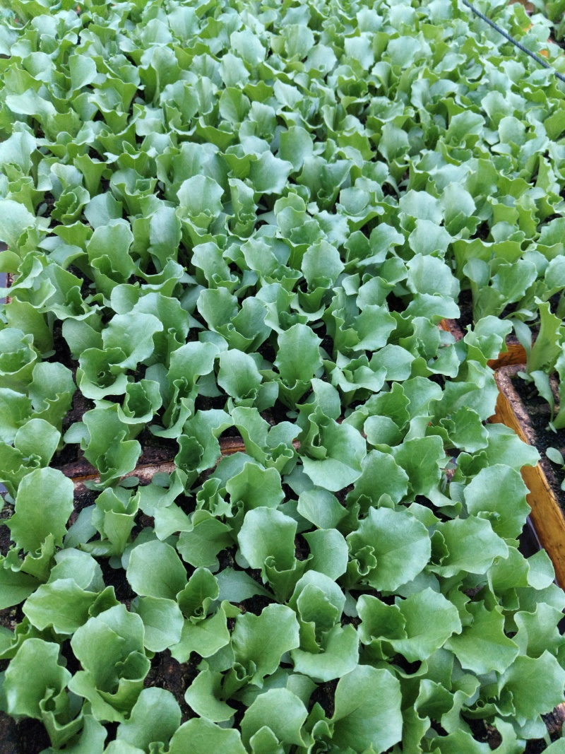 球生菜苗
