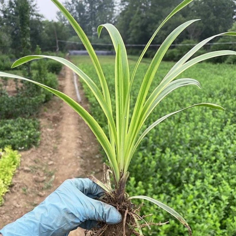 金边麦冬草耐寒阔叶绿化庭院四季常青绿植植物盆栽花卉庭院观