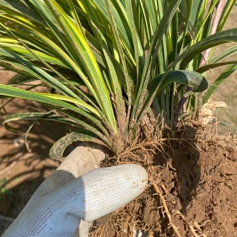 金边麦冬草耐寒阔叶绿化庭院四季常青绿植植物盆栽花卉庭院观