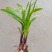 金边麦冬草耐寒阔叶绿化庭院四季常青绿植植物盆栽花卉庭院观