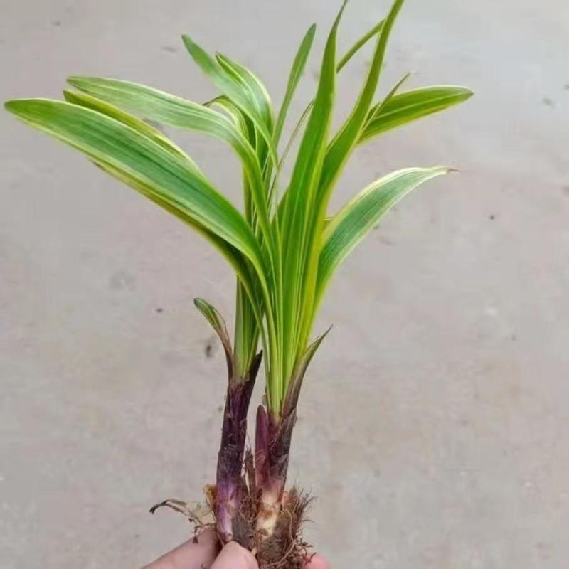 金边麦冬草耐寒阔叶绿化庭院四季常青绿植植物盆栽花卉庭院观