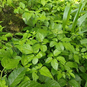 绞股蓝连藤带叶广西野生