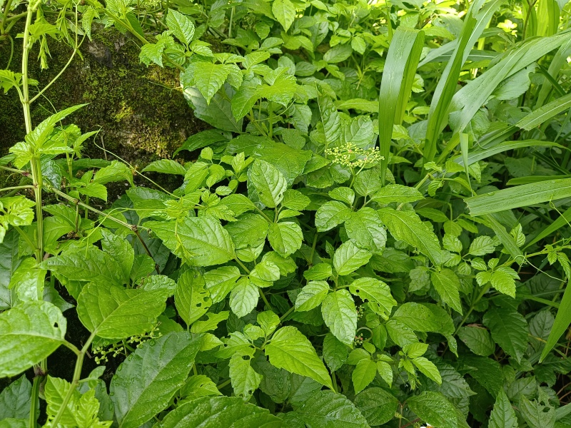 绞股蓝连藤带叶广西野生