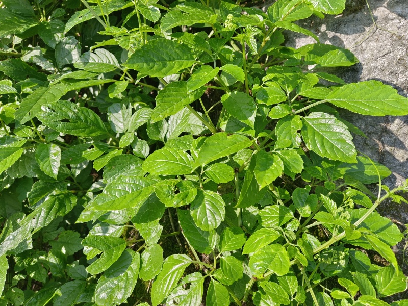 绞股蓝连藤带叶广西野生