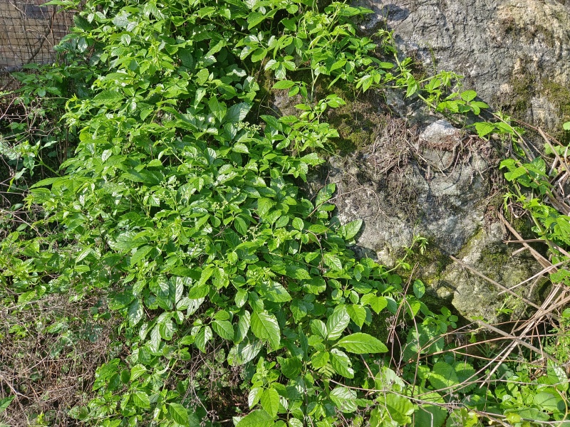 绞股蓝连藤带叶广西野生