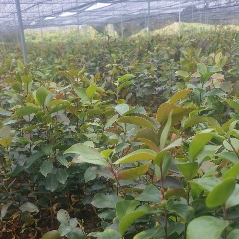油茶杯苗#油茶实生苗#广西桂林油茶苗#岑软油茶杯苗，量大
