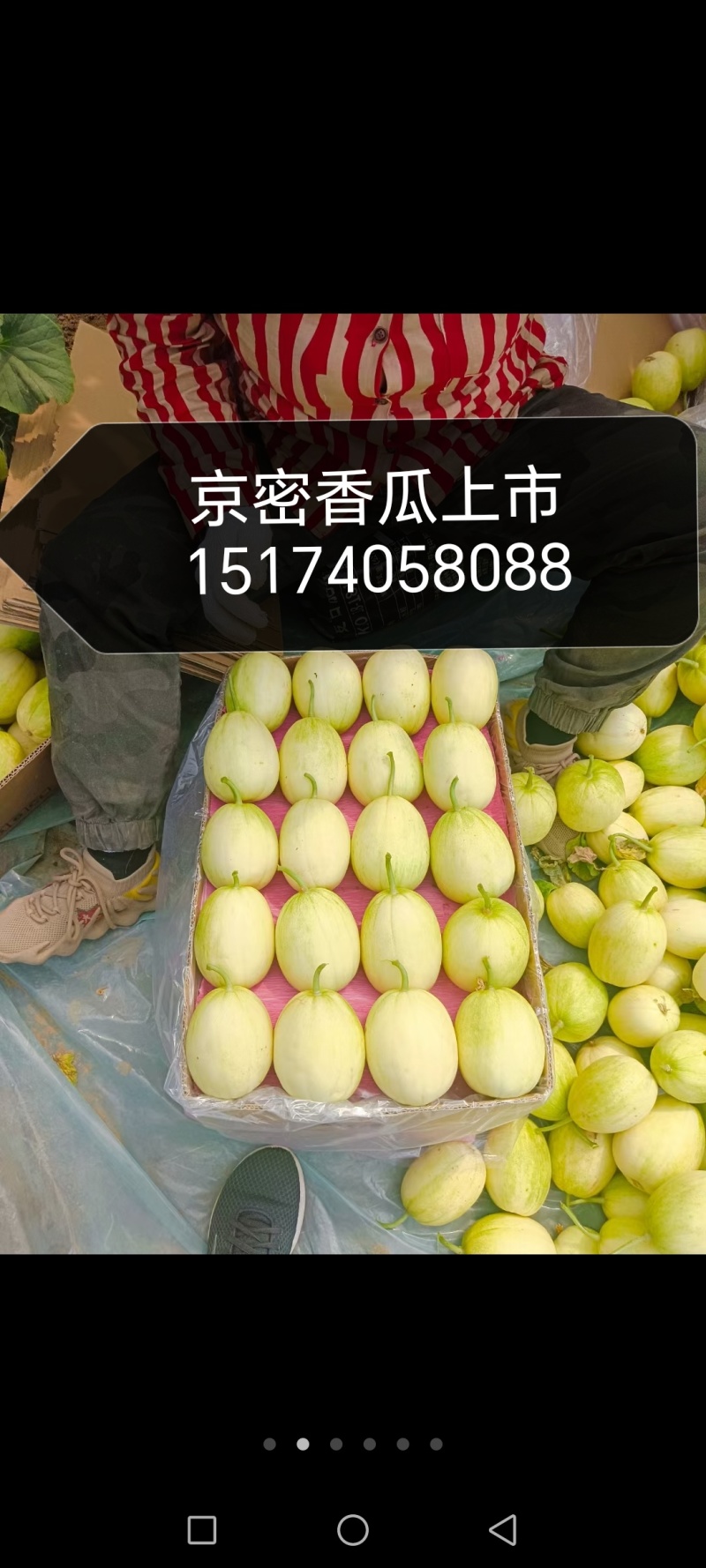 陆地直根京密和暖冷棚吊秧京蜜香瓜，4月一6月大量上市