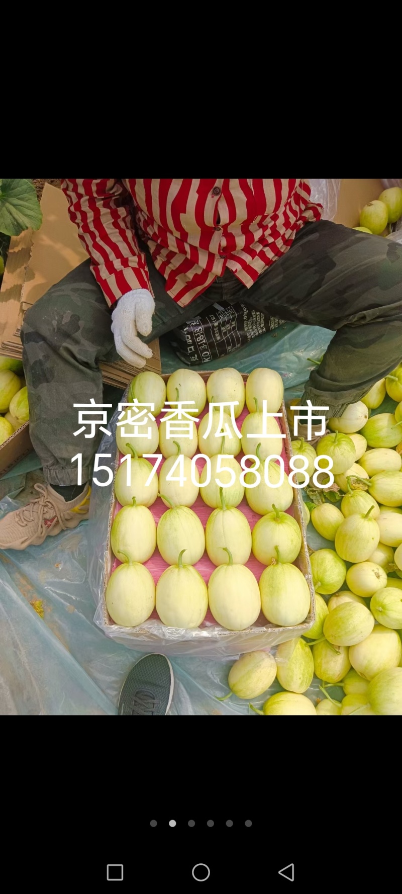 陆地直根京密和暖冷棚吊秧京蜜香瓜，4月一6月大量上市