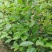 油茶杯苗#油茶实生苗#广西桂林油茶苗#岑软油茶杯苗，量大