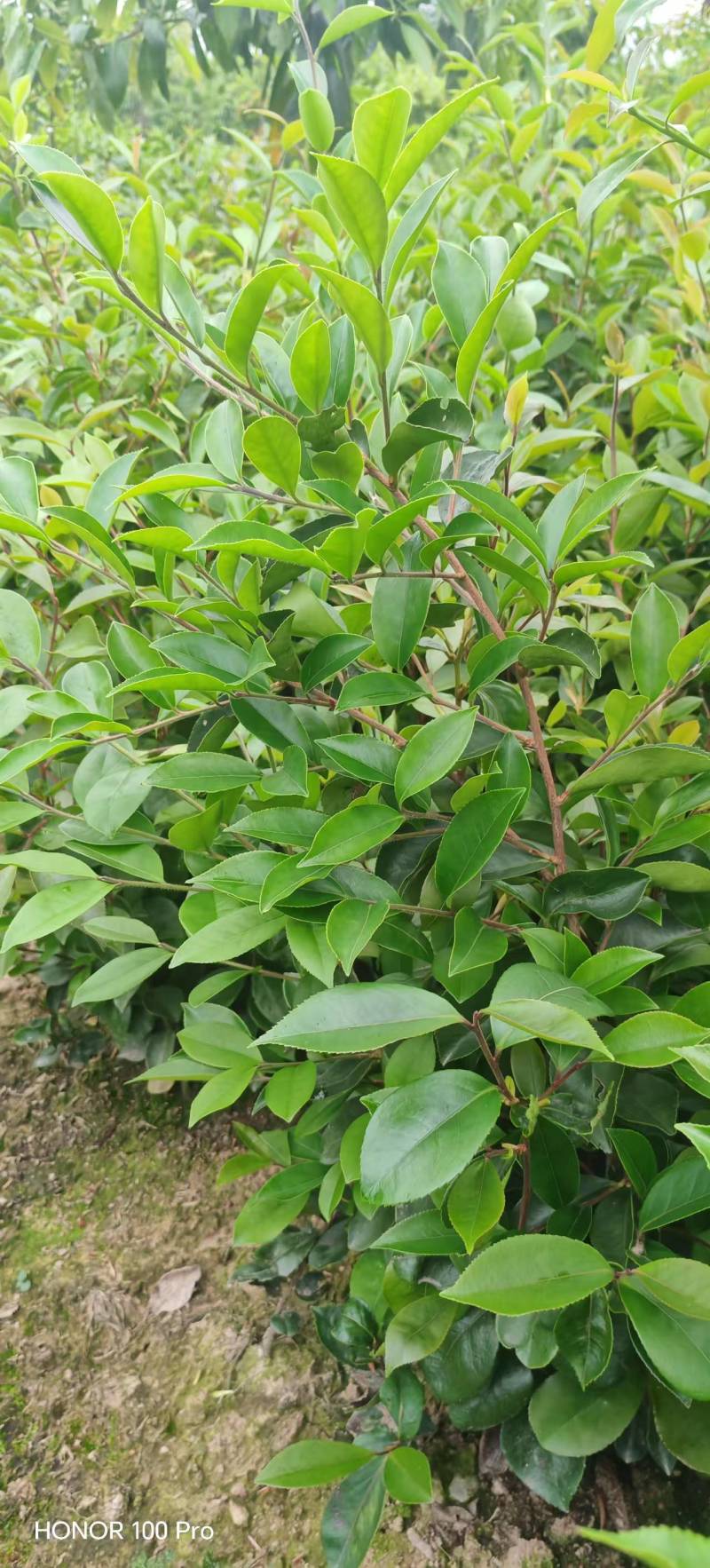 油茶杯苗#油茶实生苗#广西桂林油茶苗#岑软油茶杯苗，量大