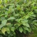 油茶杯苗#油茶实生苗#广西桂林油茶苗#岑软油茶杯苗，量大