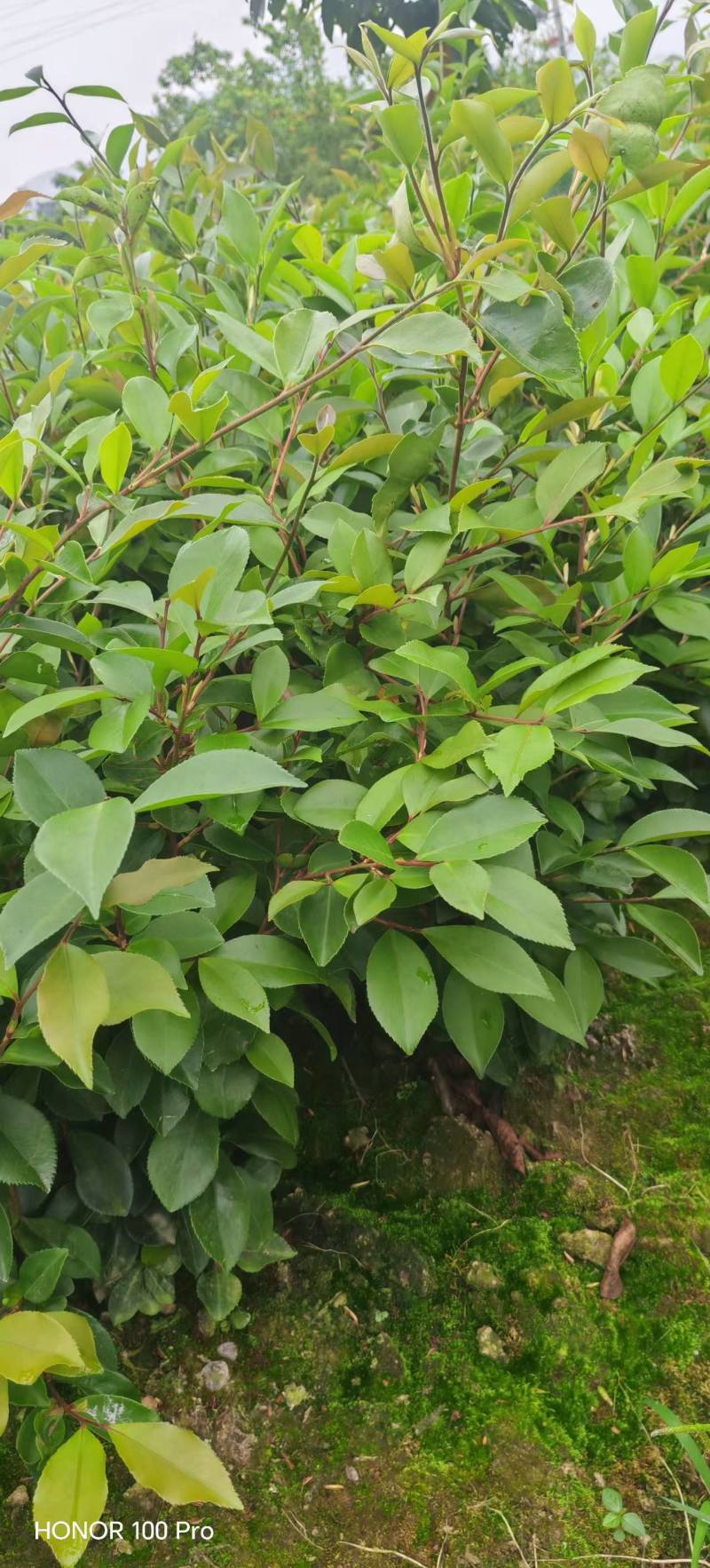 油茶杯苗#油茶实生苗#广西桂林油茶苗#岑软油茶杯苗，量大