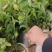 油茶杯苗#油茶实生苗#广西桂林油茶苗#岑软油茶杯苗，量大