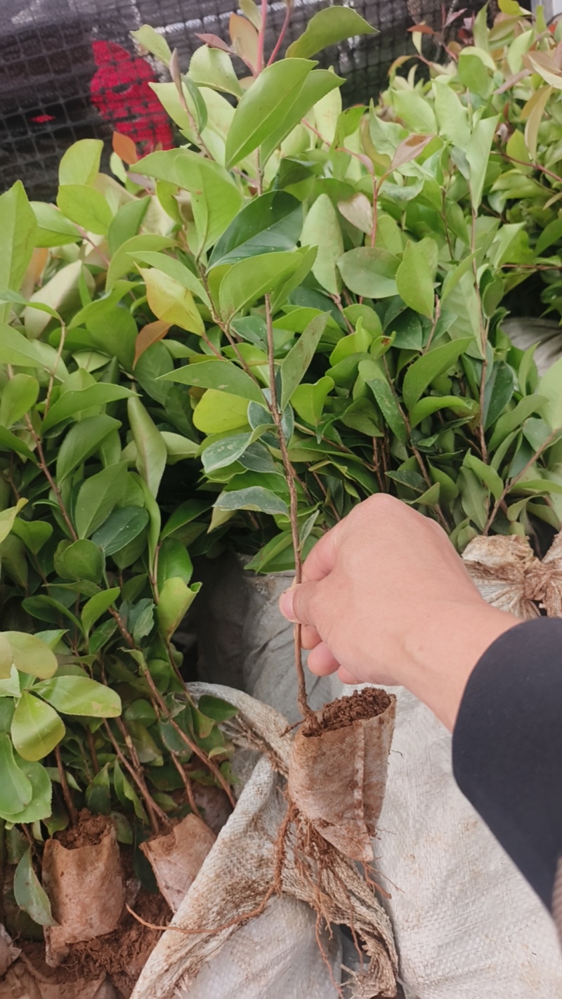 油茶杯苗#油茶实生苗#广西桂林油茶苗#岑软油茶杯苗，量大
