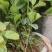 油茶杯苗#油茶实生苗#广西桂林油茶苗#岑软油茶杯苗，量大