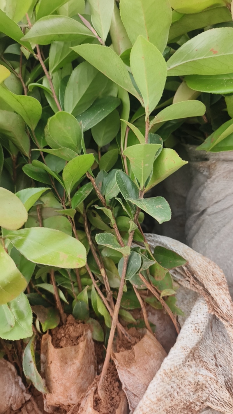 油茶杯苗#油茶实生苗#广西桂林油茶苗#岑软油茶杯苗，量大