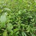 油茶杯苗#油茶实生苗#广西桂林油茶苗#岑软油茶杯苗，量大