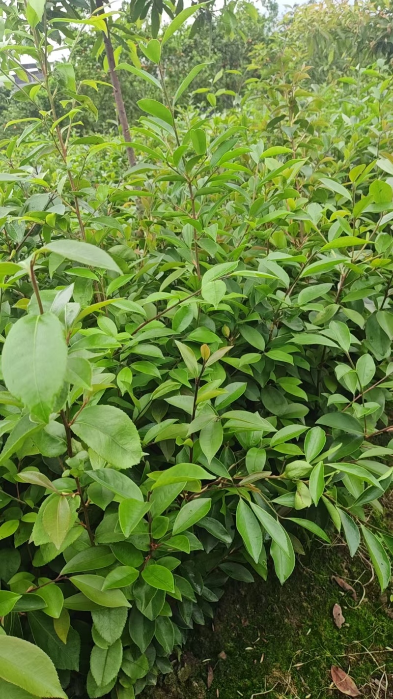 油茶杯苗#油茶实生苗#广西桂林油茶苗#岑软油茶杯苗，量大