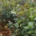 油茶杯苗#油茶实生苗#广西桂林油茶苗#岑软油茶杯苗，量大