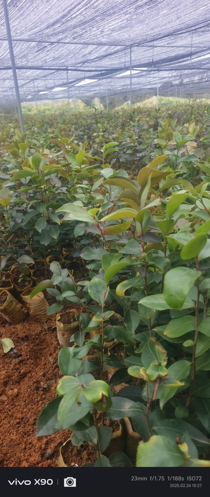 油茶杯苗#油茶实生苗#广西桂林油茶苗#岑软油茶杯苗，量大