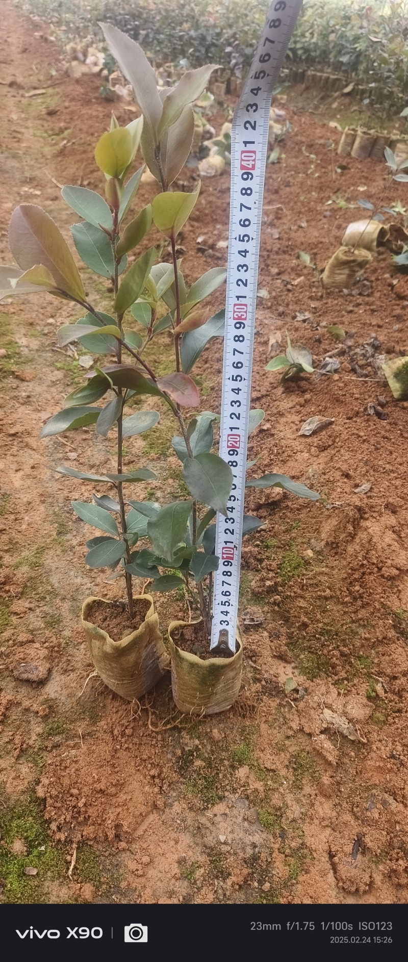 油茶杯苗#油茶实生苗#广西桂林油茶苗#岑软油茶杯苗，量大