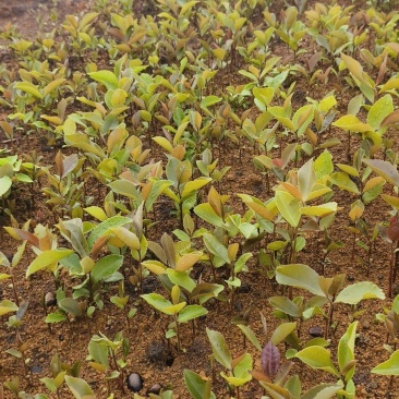 油茶苗#油茶芽苗#广西油茶奶苗#基地大量供应油茶芽苗