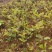 油茶苗#油茶芽苗#广西油茶奶苗#基地大量供应油茶芽苗