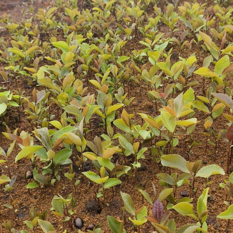 油茶苗#油茶芽苗#广西油茶奶苗#基地大量供应油茶芽苗