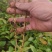 油茶苗#油茶芽苗#广西油茶奶苗#基地大量供应油茶芽苗