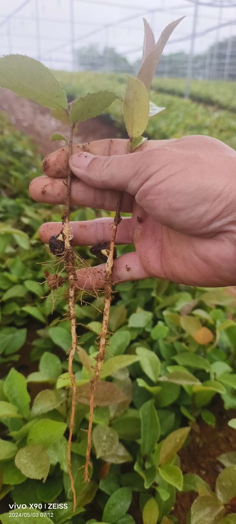 油茶苗#油茶芽苗#广西油茶奶苗#基地大量供应油茶芽苗