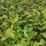 油茶苗#油茶芽苗#广西油茶奶苗#基地大量供应油茶芽苗