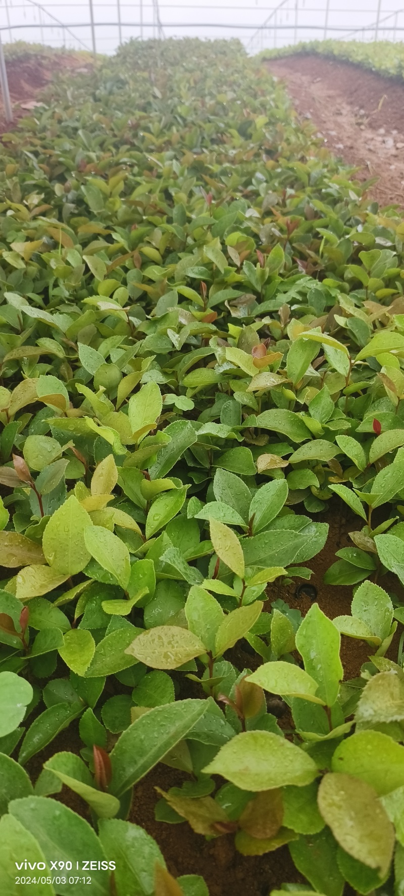 油茶苗#油茶芽苗#广西油茶奶苗#基地大量供应油茶芽苗